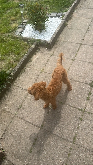 Toy Pudel Mädchen sucht liebevolles Zuhause      Bild 3