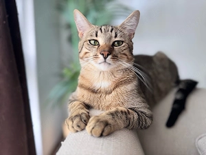 Wunderschöner junger Kater abzugeben