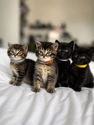 Süße BKH Kitten abzugeben - schwarz & getigert sehr verschmust