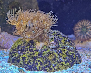 WYSIWYG Terrazoanthus mindestens 10 Polypen