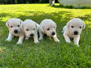  Wunderschöne weiße Labrador Welpen
