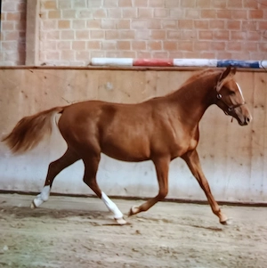 Ideales zukünftiges Kinderpony G