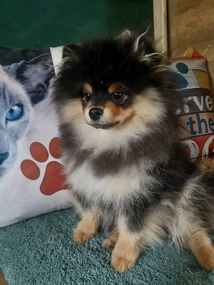 Traumhafter kleiner Pomchi Pom+Chi