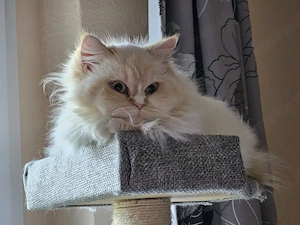 Perser Katze Shiva