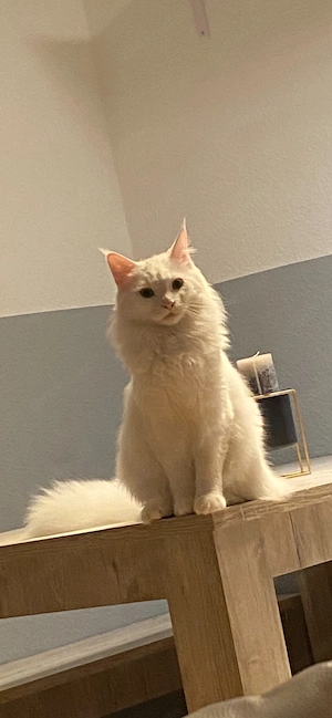 Weißer Maine Coon Kater sucht