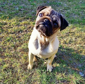 Mops-Welpe 