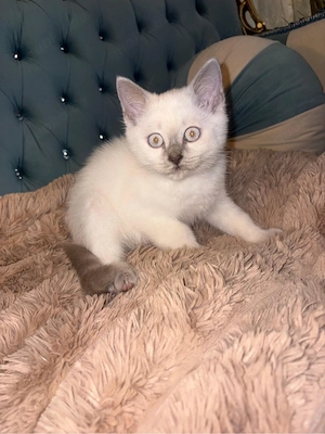 Bkh Kitten