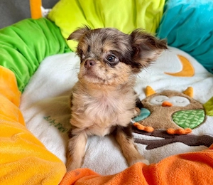 Schöne Kleine Chihuahua Welpen 