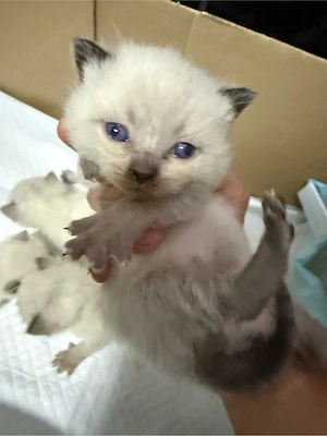 BKH Babies Blue Point