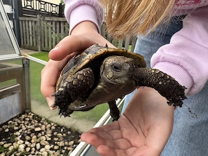 Griechische Landschildkröten