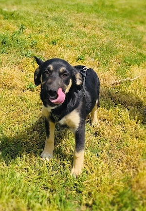 Frieda sucht ein Zuhause 