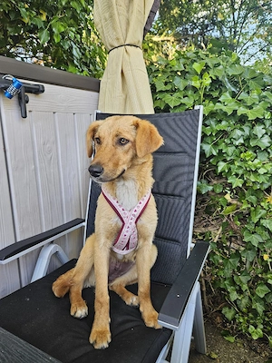 Mischling Sandy sucht ein tolles Zuhause 