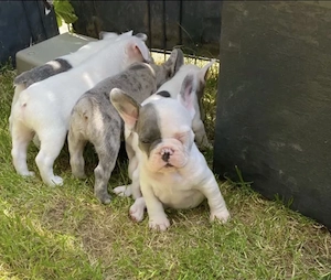 Premium Französische Bulldoggen Welpen mit Papieren  Bild 5