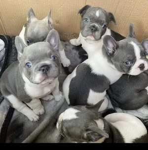 Französische Bulldoggen Welpen 