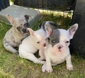 Premium Französische Bulldoggen Welpen mit Papieren  Bild 6