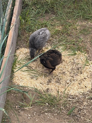 Kücken Araucana 9 wochen alt