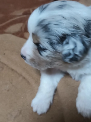 Australian Shepherd welpen 