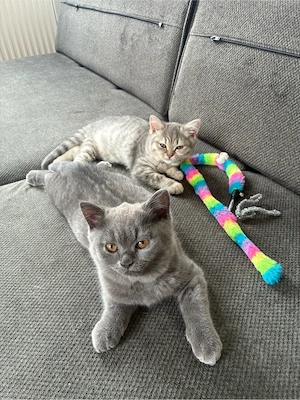 BKH Kitten (British Shorthair)   2 süße Katzenbabys abzugeben