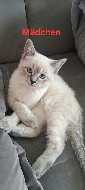 Heilige Birma Siam mix Kitten 