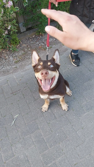 Wunderschöner Husky -altdeutscher Hütehund Mudi Mischling sucht ein sportliches Zuhause 