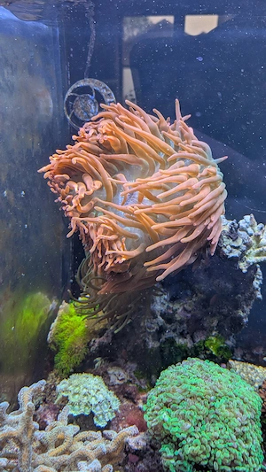 verschiedene Korallen Ableger Meerwasser Aquarium