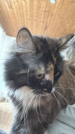 Diva die kleine Maus
