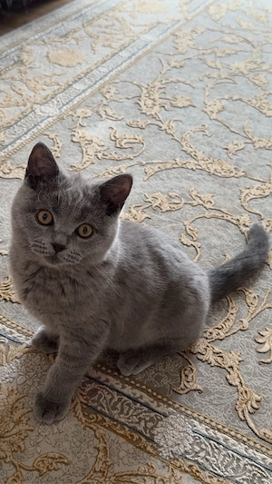 bkh kater günstig abzugeben 