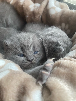 BKH kitten noch 2 kitten da Bild 4
