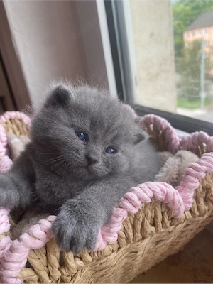BKH kitten noch 2 kitten da Bild 3