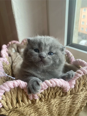 BKH kitten 