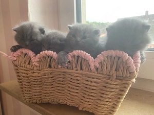 BKH kitten noch 2 kitten da Bild 5