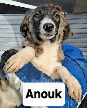 Anouk in Sascut - sanft, aufmerksam und mit besonderer Ausstrahlung 