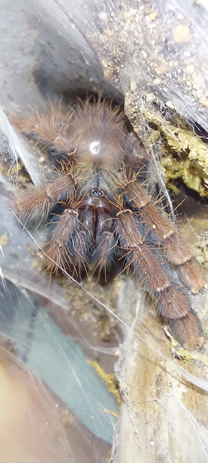 0.0.1 Phormingochilus sp. Sabah Red Vogelspinne