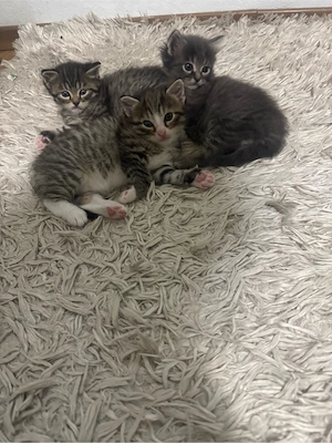 kitten suchen ein neues Zuhause