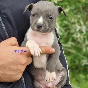 Liebenswerter Hund zu verkaufen   gesund, intelligent und ein toller Begleiter