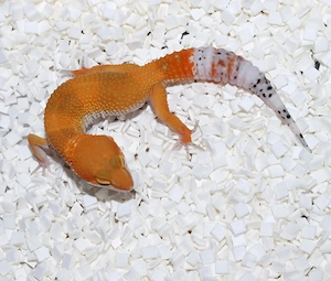 Leopardgecko 2026 Weibchen MT Electric