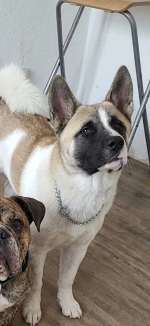 Stolze American Akita Hündin sucht ein liebevolles hundeerfahrenes zuhause 