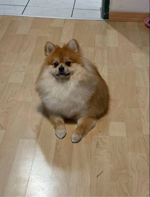 Zwerg, spitz Pomeranian