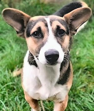 der kleine freundliche Johnny wartet in Mangalia 