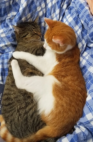 Zwei junge verschmusste Brüder Kater suchen ein liebevolles fürsorgliches zuhause in einer ruhigen G