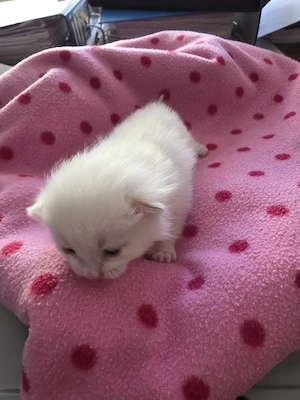 2 wunderschöne Babykitten geboren am 30.4