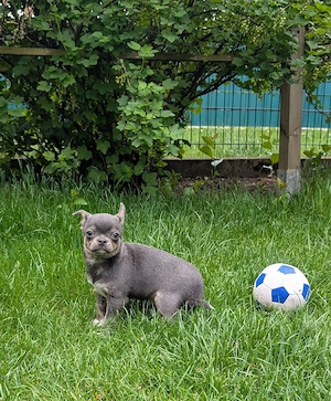  Chihuahua Rüde.