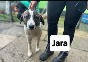 Jara - in Mangalia
