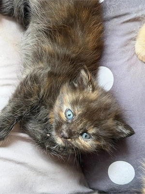 Maine Coon x British Mix Kitten Abzugeben Ab Ende Juni