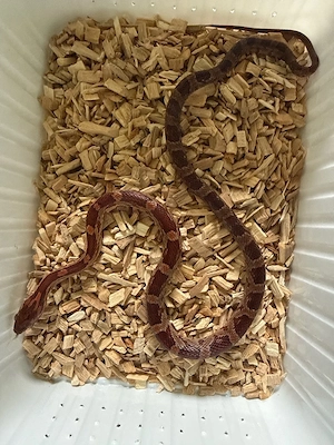 kornnatter ENZ25 Hypo Classic 0.01