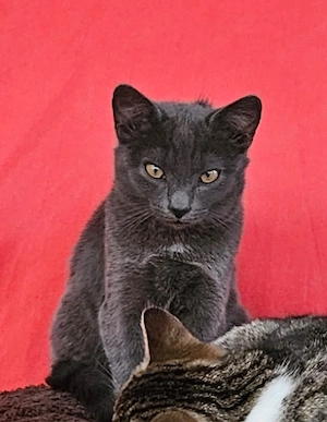    Zwei liebevolle Kater suchen gemeinsam ein ruhiges Für-immer-Zuhause   