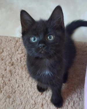 Kater, Kitten  EKH