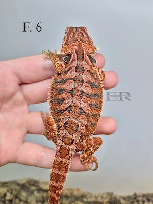 Bartagame (Pogona vitticeps) Weibchen 