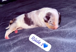 miniatur bullterrier Mini Bullterrier 