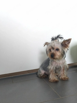 Ein kleines Wunder einer kleinen Es gibt einen Jungen und ein Mädchen. Rasse für eine liebevolle Fam